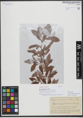 Foto von Salix variifolia Freyn & Sint.